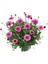 Thebestonline Argyranthemum Çeşme Papatyası 1 Adet 2
