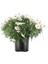 Thebestonline Argyranthemum Çeşme Papatyası 1 Adet 3