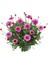 Argyranthemum Çeşme Papatyası 3 Adet 2