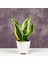 Sansevieria - Paşa Kılıcı - Peygamber Kılıcı Bitkisi 20-30 cm 1