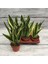 Sansevieria - Paşa Kılıcı - Peygamber Kılıcı Bitkisi 20-30 cm 2