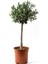 Tijli Zeytin Ağacı Büyük Boy Bonsai 1