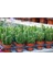 Radyasyon Emici Kaktüs Bol Yavrulu Cereus Fairy Castle Cactus (Açıklama Kısmını Okuyunuz) 2