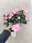 Pembe Çiçekli Açelya Bitkisi Azalea 1