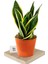 Sansevieria - Paşa Kılıcı - Peygamber Kılıcı Bitkisi 30-40 cm 1