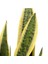 Sansevieria - Paşa Kılıcı - Peygamber Kılıcı Bitkisi 30-40 cm 2