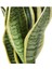 Sansevieria - Paşa Kılıcı - Peygamber Kılıcı Bitkisi 30-40 cm 3
