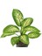Dieffenbachia - Difenbahya Tropic Snow 40-50 cm Boyunda Üretim Saksısında 2