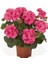 Saksılı Açık Pembe Yavruağzı Sardunya Çiçeği 10-20 cm 1