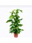 Pothos-Salon Sarmaşığı Destek Çubuklu 1