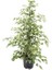 Ficus Benjamin Starlight 110 - 120 cm Ev Salon Ofis Bitkisi 1