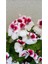 Ceylan Gözlü Sardunya Fidanı Mor Beyaz 10-20 cm 3