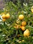 Tüplü Yediveren Limon Fidanı 2 Yaş Aşılı Saksı Yetiştiriciliğine Uygun (90-150 Cm) 2