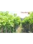 Tüplü Yediveren Limon Fidanı 2 Yaş Aşılı Saksı Yetiştiriciliğine Uygun (90-150 Cm) 3