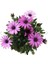 Bodrum Papatyası - Osteospermum - Saksı'da Canlı Çiçek 1