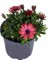 Bodrum Papatyası - Osteospermum - Saksıda Canlı Çiçek - Kırmızı Renk 1