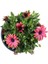 Bodrum Papatyası - Osteospermum - Saksıda Canlı Çiçek - Kırmızı Renk 2