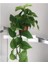 Salon Sarmaşığı Pothos Çiçeği Patos Çiçeği 1