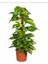 Salon Sarmaşığı Pothos Çiçeği Patos Çiçeği 3