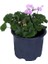 Sardunya Çiçeği Saksıda - Pelargonium - Pembe Renk 1