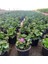 Sardunya Çiçeği Saksıda - Pelargonium - Pembe Renk 2