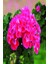 TÜRKİYEFİDAN 2'li Sardunya / Pembe - Turuncu 20 -25 cm + Çiçek Coşturan 1