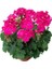 TÜRKİYEFİDAN 2'li Sardunya / Pembe - Turuncu 20 -25 cm + Çiçek Coşturan 2