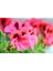 TÜRKİYEFİDAN 2'li Sardunya / Pembe - Turuncu 20 -25 cm + Çiçek Coşturan 3