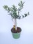 Zeytin Bonsai Ağacı 1