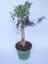 Zeytin Bonsai Ağacı 2