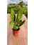 Thebestonline Opuntia Monacantha Brazilian Kaktüs(5.5 cm Saksıda) 1