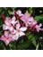 Tüplü Zakkum Fidanı Pembe Çiçekli Nerium Oleander 1