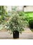 Alacalı Benjamin Yeşil - Ficus (50-60 cm) 1