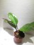 Hoya Carnosa Mum Çiçeği 1