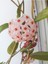 Hoya Carnosa Mum Çiçeği 3