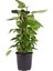 Pothos Potos Salon Sarmaşığı Epipremnum Aureum 55-60 cm 1