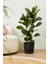 Ficus Elastica Robusta - Iki Gövdeli Kauçuk Canlı Salon Bitkisi 80 - 100 cm 1