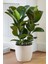 Ficus Elastica Robusta - Iki Gövdeli Kauçuk Canlı Salon Bitkisi 80 - 100 cm 2