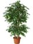 Benjamin Bitkisi Ficus Benjamin 80 cm 1
