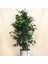 Benjamin Bitkisi Ficus Benjamin 80 cm 2
