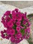 Açık Mor Kasimpatı Çiçeği Saksılı 30-40 cm 2