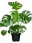 Monstera Deliciosa (Deve Tabanı) 50 cm Boyunda 1