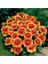 Thebestonline Gaillardia Grandiflora Gayret Çiçeği 1