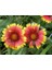 Thebestonline Gaillardia Grandiflora Gayret Çiçeği 2