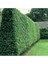 Tüplü Kurtbağrı(Ligustrum) Fidanı 1
