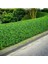 Ligüstrüm Lüküstürüm Ligustrum Japonica Kurtbağrı Fidanı 40- 80 cm 1