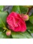 Japon Kamelyası Fidanı 'camellia Japonica'' Ithal 1