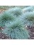 Thebestonline Festuca Glauca Mavi Yumak Yumak Otu 3 Adet 1