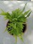 Aşk Merdiveni ( Nephrolepis ) ( 15 cm Saksıda ) 30 - 40 cm Arası 1