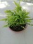 Aşk Merdiveni ( Nephrolepis ) ( 15 cm Saksıda ) 30 - 40 cm Arası 2